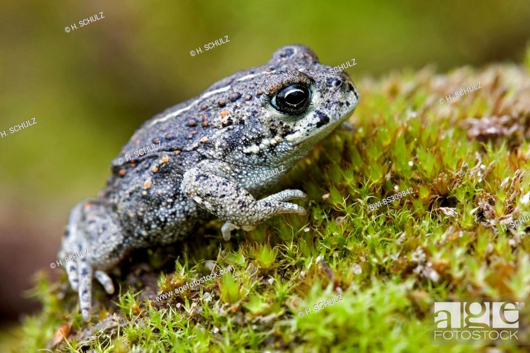 Stock Photo: natterjack toad, natterjack, British toad (Bufo calamita), juvenile on moss, Denmark, Jylland.