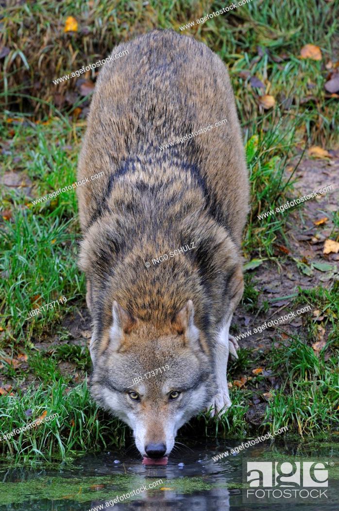 Stock Photo: Grey wolf (Canis lupus), drinking water from a pond.