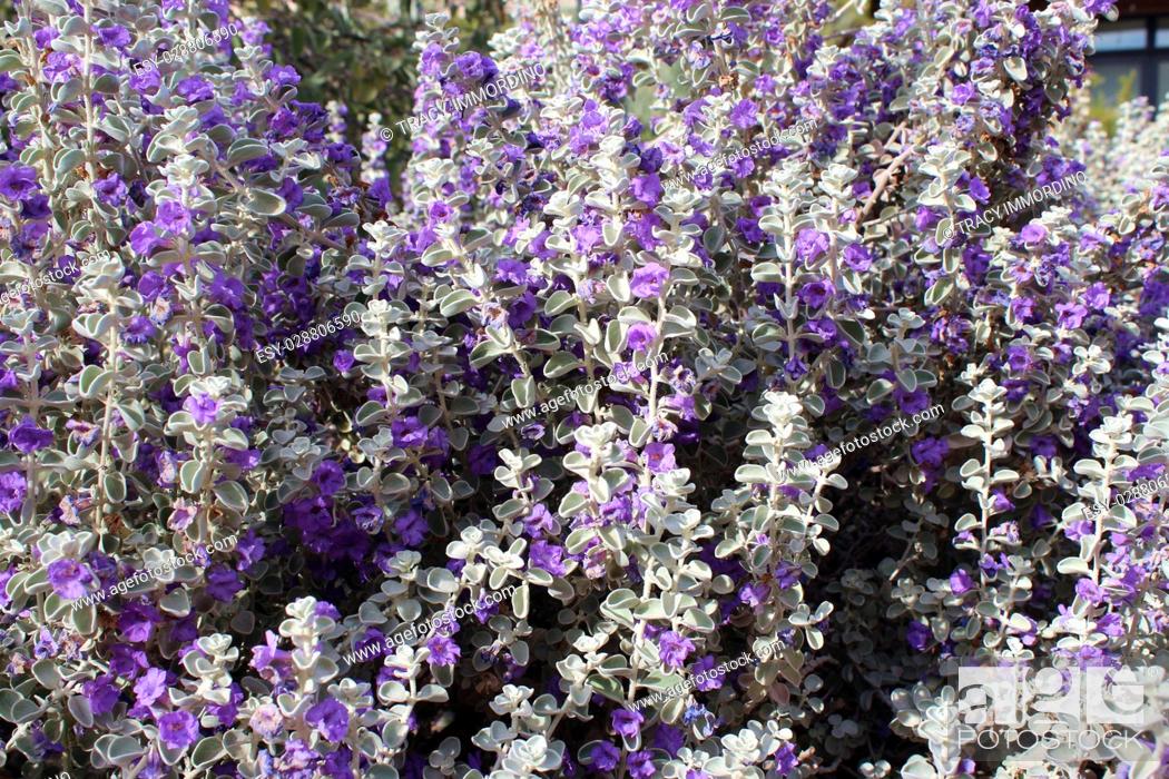 Stock Photo: Close up of a large group of Desert Lavendar, in full bloom, in the desert of Arizona, USA.