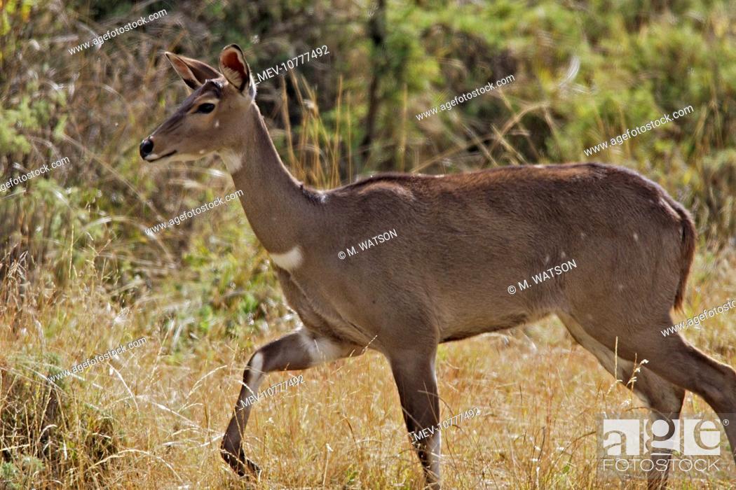 Stock Photo: Mountain Nyala - female (Tragelaphus buxtoni).