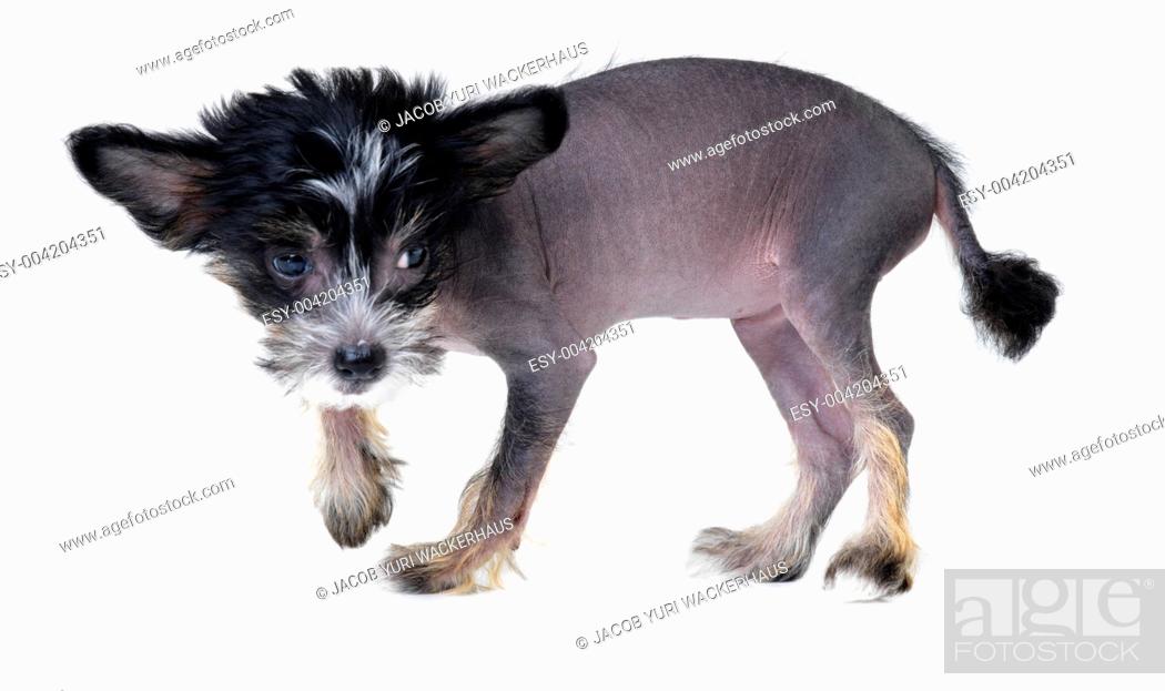 Cute Black Chinese Crested Dog With Its Paw Raised While Standing Isolated On White Stock Photo Picture And Low Budget Royalty Free Image Pic Esy 004204351 Agefotostock