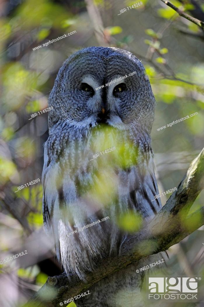 Photo de stock: Great Grey Owl (Strix nebulosa) in natural environment.