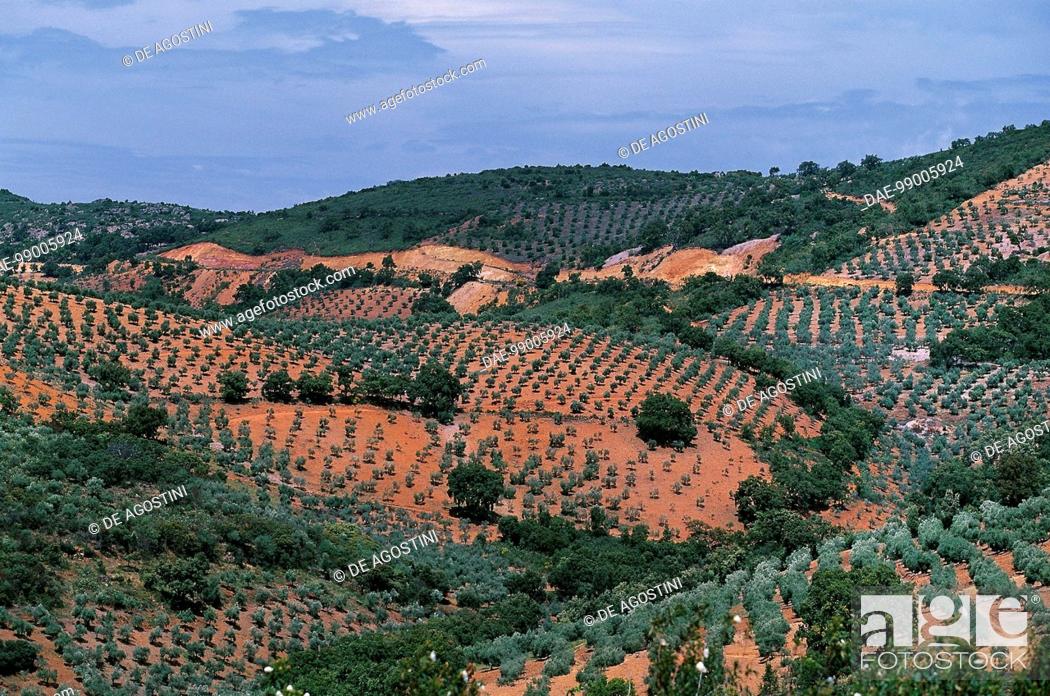 Stock Photo: Olive groves near Jadraque, Castile-La Mancha, Spain.