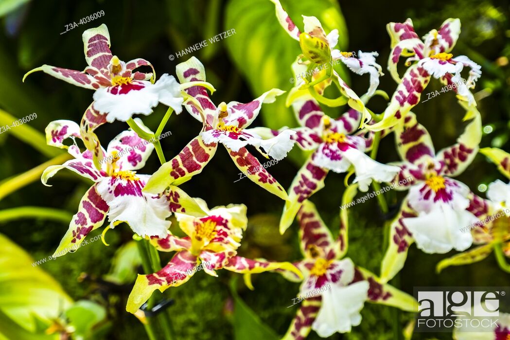 Stock Photo: Closeup of the Beallara orchid flower.