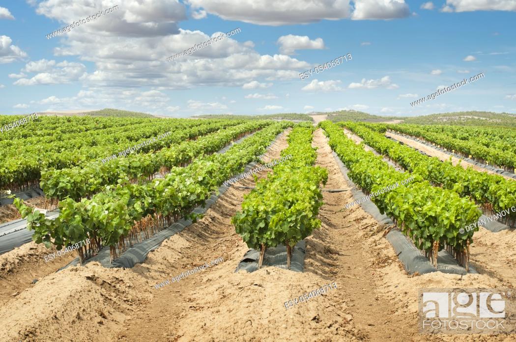 Imagen: Young Vineyards in rows. Seedlings vines. Graft of the vines.