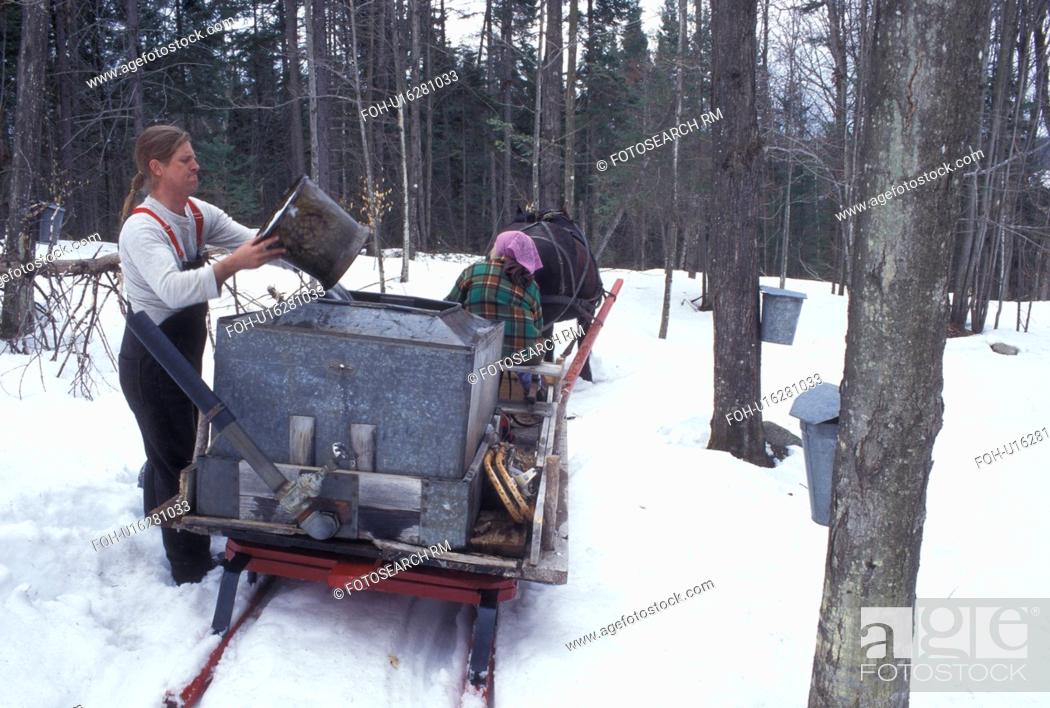 Imagen: sleigh, Vermont, VT, Man pours sap into container on sleigh while collecting sap during sugaringtime on Carpenter Farm in Cabot in the snow in the early spring.