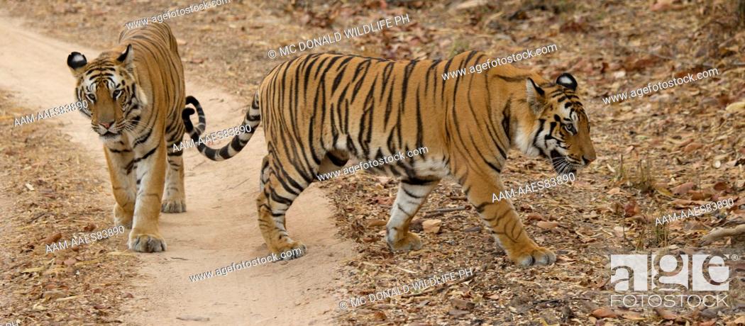 Bengal tiger, or Royal Bengal tiger, Panthera tigris tigris, national  animal of India, Stock Photo, Picture And Rights Managed Image. Pic.  AAM-AAES83890 | agefotostock