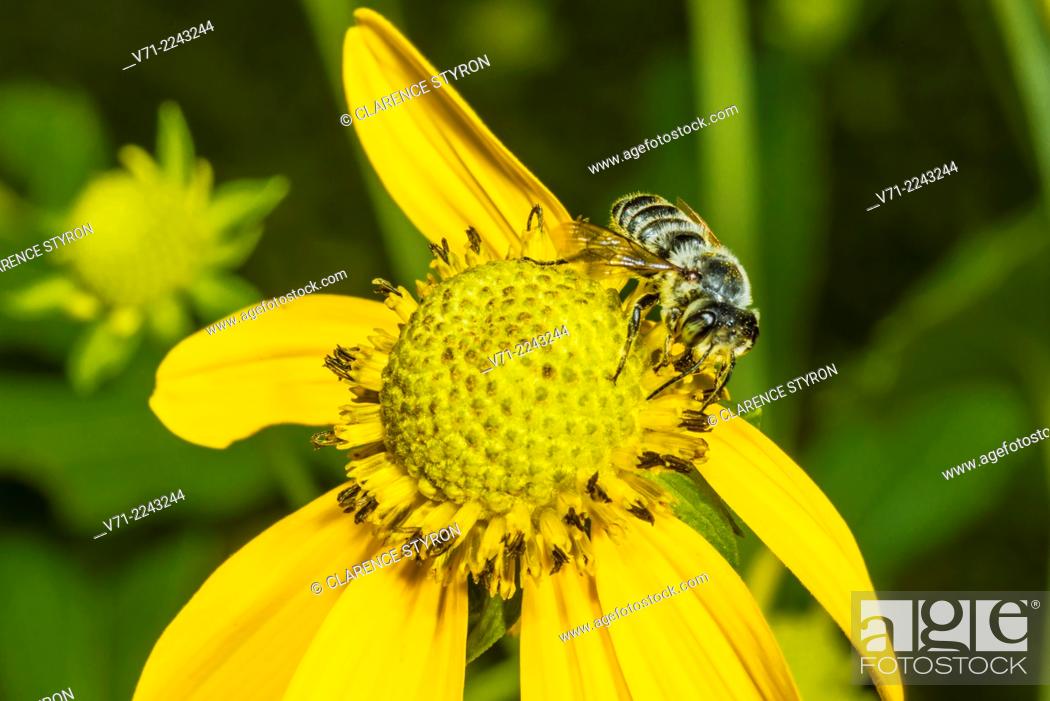 Stock Photo: Mason Bee (Osmia sp.) Feeding on Cutleaf Dais;( Engelmannia peristenia) Flower.