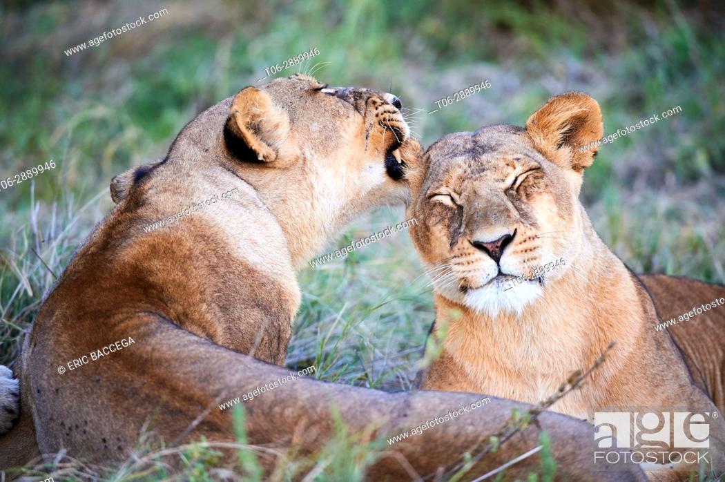 Stock Photo: Lioness licking another lioness (Panthera leo) Moremi National Park, Okavango delta, Botswana.