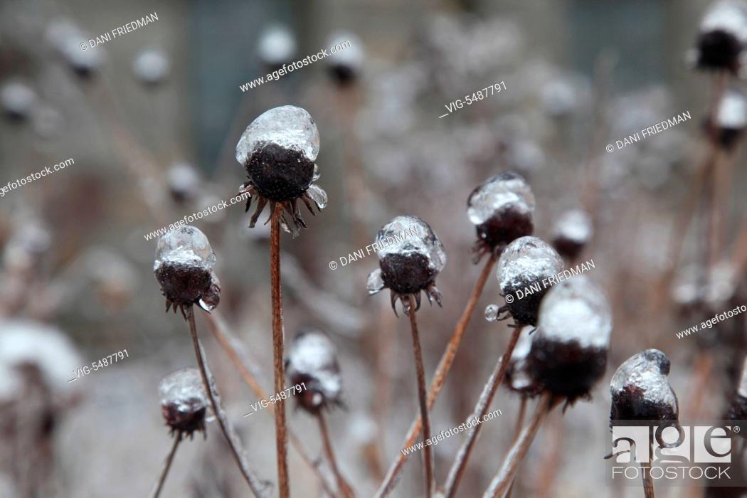 Stock Photo: Ice covered dried daisy plants after an ice storm in Toronto, Ontario, Canada. - TORONTO, ONTARIO, CANADA, 25/03/2016.
