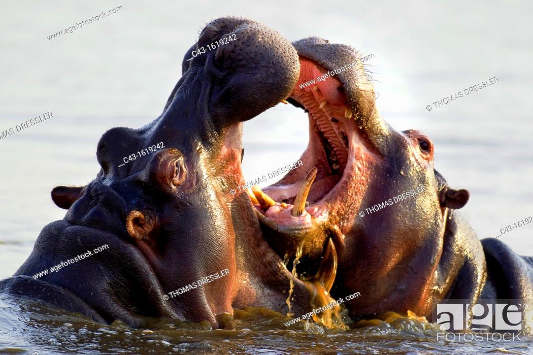 Stock Photo: Hippopotamus Hippopotamus amphibius - Two bulls at an 'educational' play fight  Noticeable the larger size of the bull on the left  Sunset Dam.