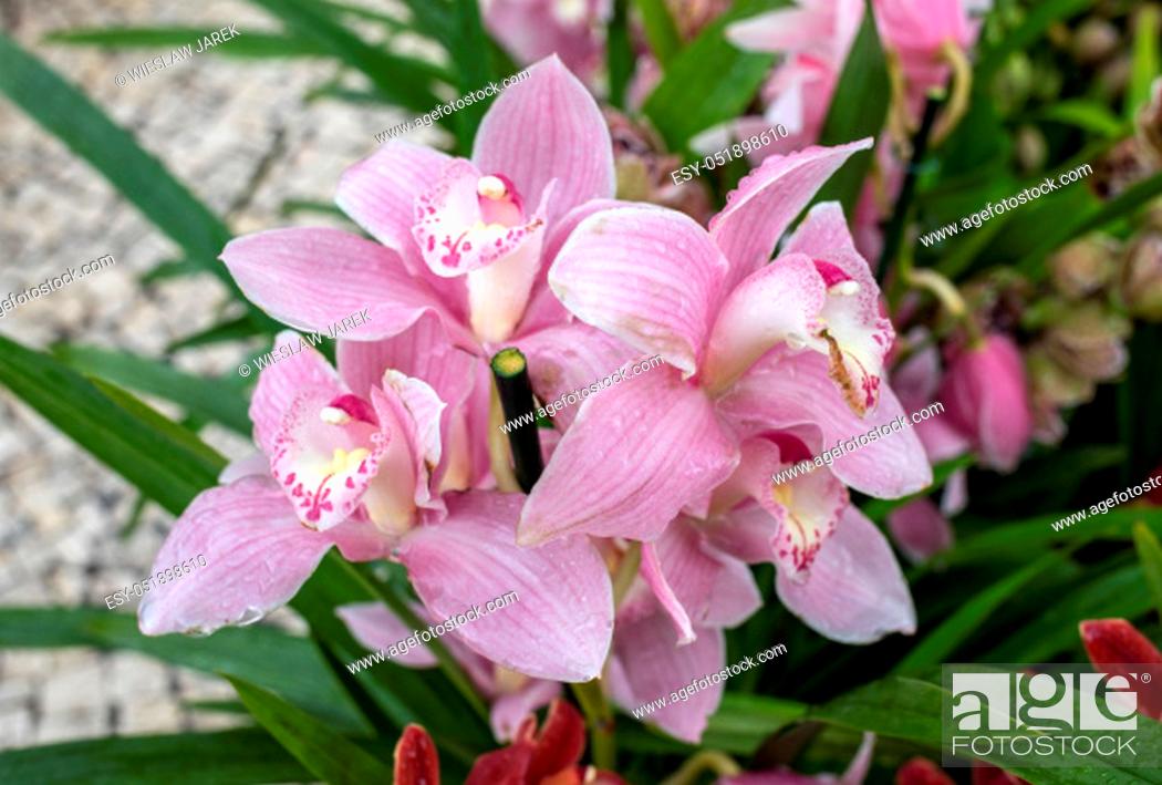 Stock Photo: Close up of beauty pink orchid flower.