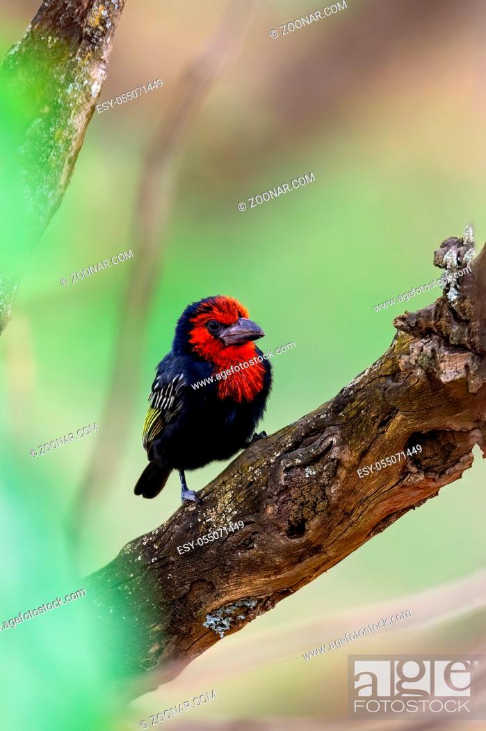Stock Photo: beautiful red bird, Black-billed Barbet Lybius guifsobalito on tree. Ethiopia wildlife.
