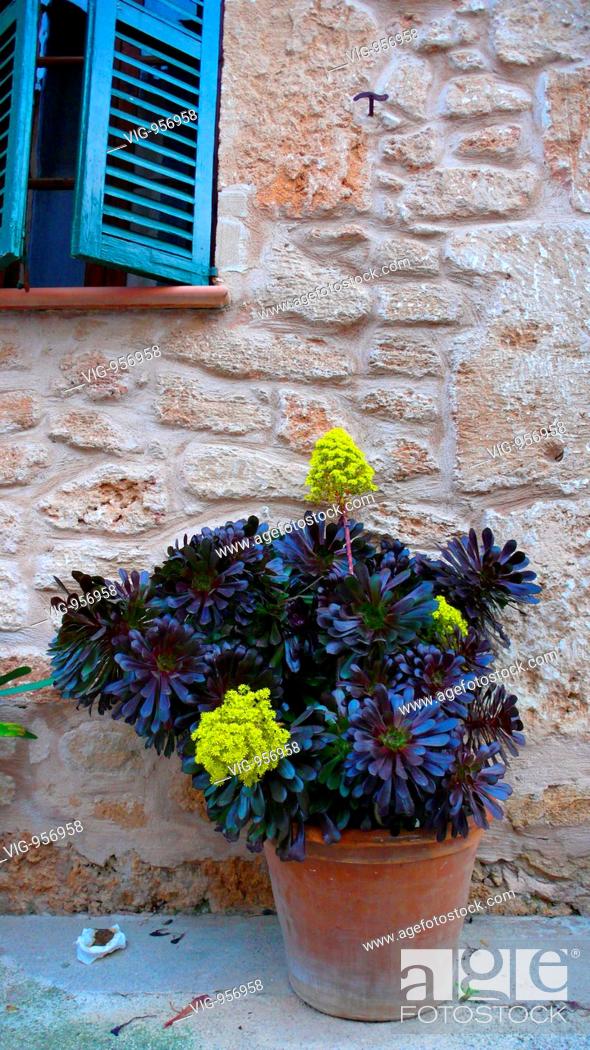 Stock Photo: Aeonium (Aeonium arboreum), blooming on a wall, Spain, Majorca, Alcudia - Alcudia, Mallorca, Spanien, 19/04/2008.