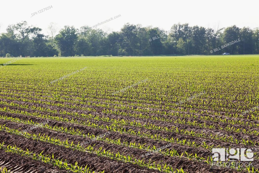 Stock Photo: Corn in approximately 5 leaf stage growing on conventionally tilled soil which has been bedded to provided for effective furrow irrigation; England, Arkansas.