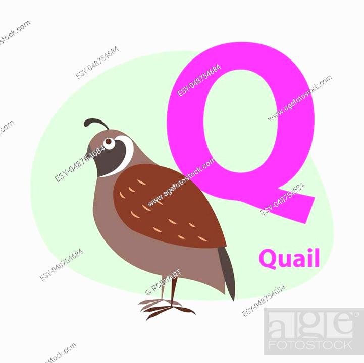 Children ABC with cute animal cartoon vector. English letter Q with funny  quail flat illustration..., Stock Vector, Vector And Low Budget Royalty  Free Image. Pic. ESY-048754684 | agefotostock