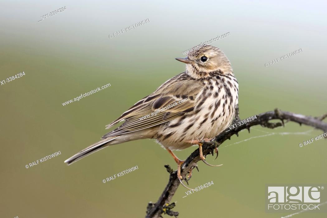 Stock Photo: Meadow Pipit (Anthus pratensis) perched elevated on top of a thorny tendril, watching back over its shoulder, wildlife, Europe.