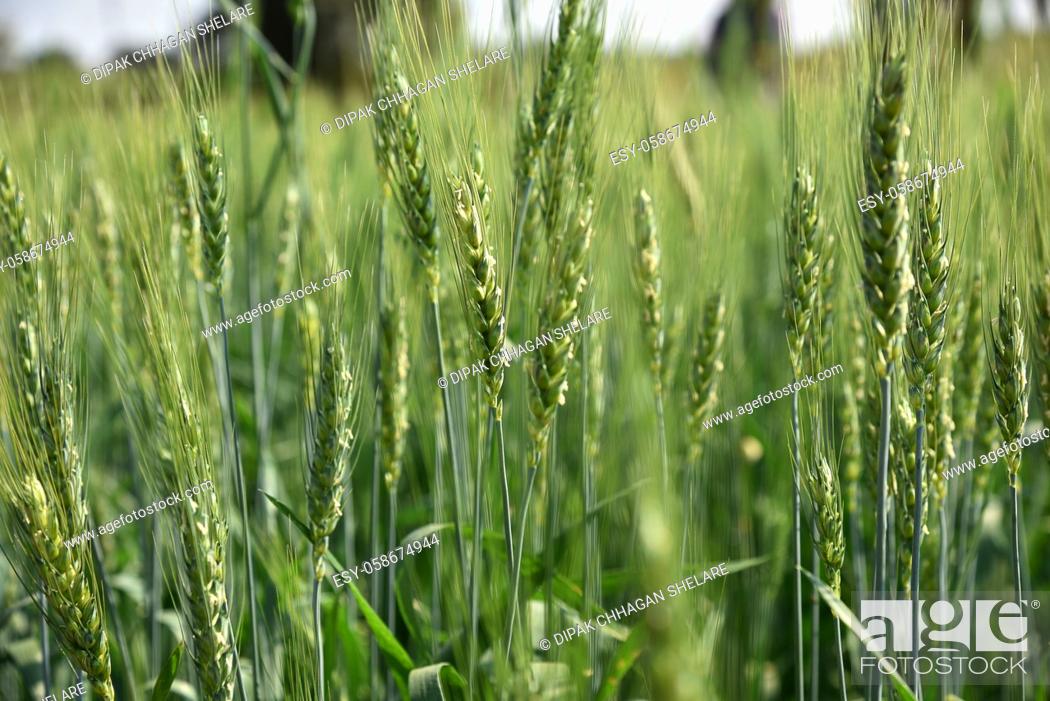 Stock Photo: Green wheat at organic farm field.
