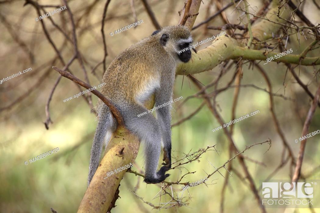 Stock Photo: Southern vervet monkey (Chlorocebus pygerythrus), Lake Manyara National Park, Tanzania, Africa.