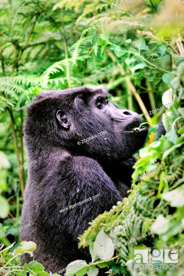 Stock Photo: Berggorilla im Bwindi Impenetrable Nationalpark Uganda (Gorilla beringei beringei) | Mountain Gorilla at Bwindi Impenetrable National Park Uganda (Gorilla.