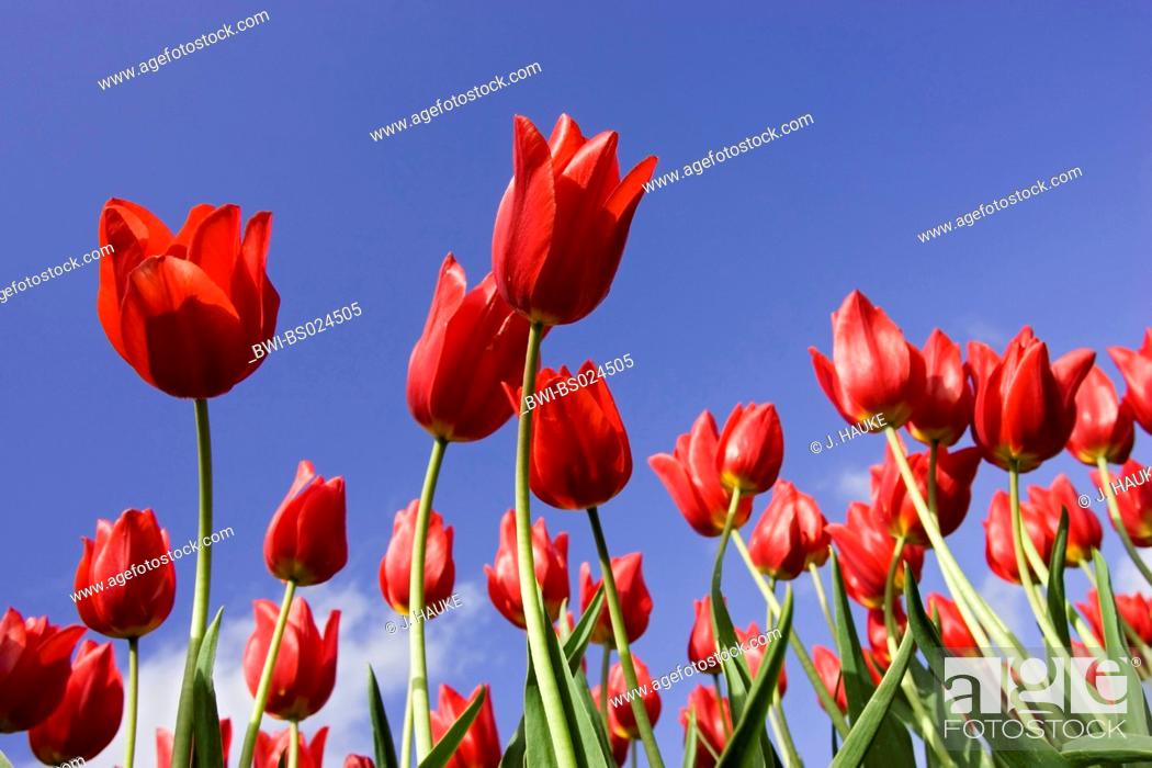Gesneriana tulipa