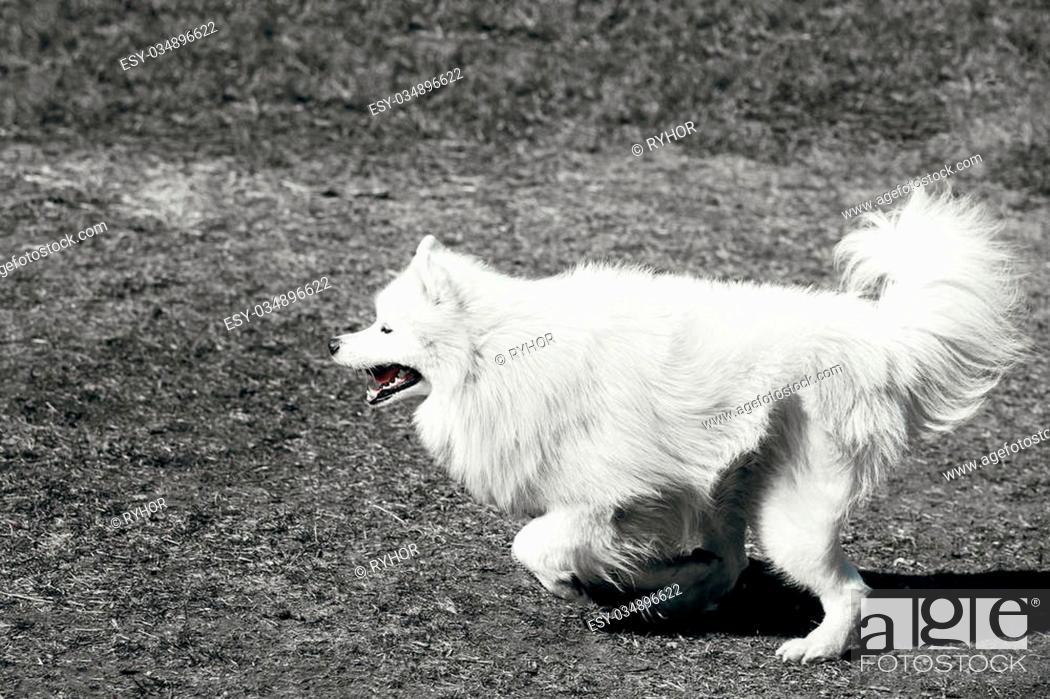 Funny White Samoyed Dog Play Run Outdoor Popular Medium Size Breeds Stock Photo Picture And Low Budget Royalty Free Image Pic Esy 034896622 Agefotostock