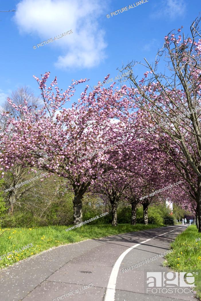 Stock Photo: 05 May 2021, Saxony-Anhalt, Magdeburg: Every year in spring, Japanese ornamental cherries blossom in Magdeburg. The cherry blossom can be experienced in Holzweg.