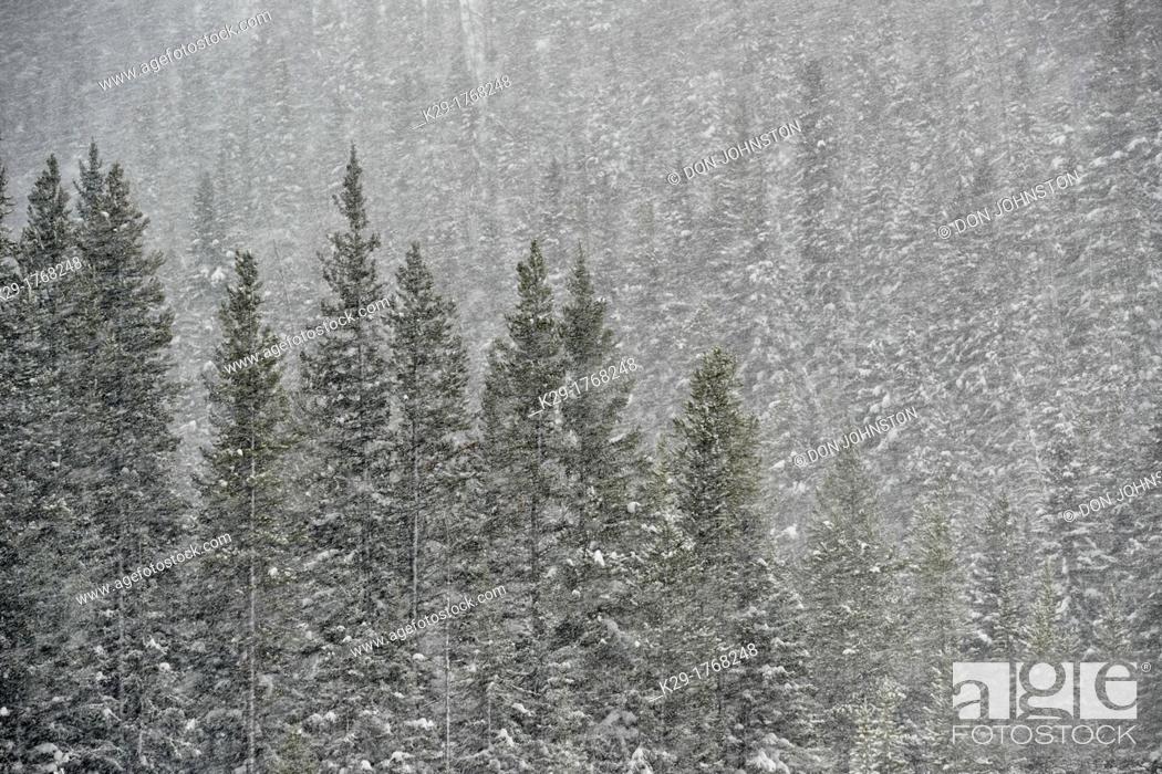 Stock Photo: Pine forest and falling snow near Soda Butte Creek, Yellowstone NP, Wyoming, USA.