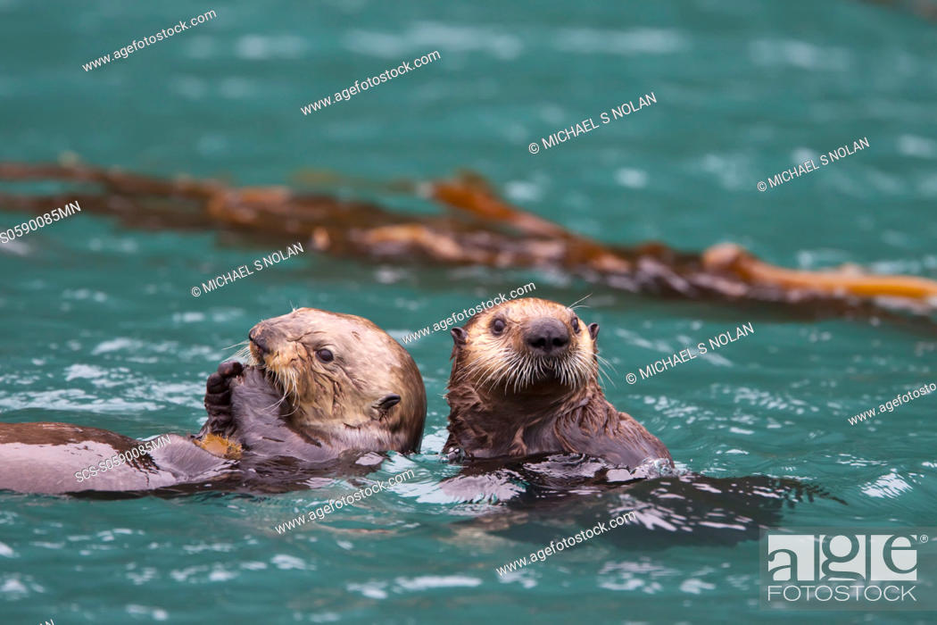 Stock Photo: Adult sea otter Enhydra lutris kenyoni mother and pup in Inian Pass, Southeastern Alaska, USA Pacific Ocean MORE INFO: This sub-species ranges from the Aleutian.