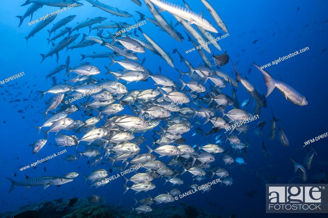 Stock Photo: Northern Province, Bigeye Trevally, Geography, Nelson, Side View, Papua New Guinea, Sea Life, Schooling, Trevally, Shoal, Solomon Sea, Scad, Cape, Caranx Sexfasciatus, Submerged, Full Length, Large Group, Sea, Horizontal, Nature, Carangidae, Animal, Fish, Marine, Underwater, Province, South Pacific, Wildlife, No People, Ocean