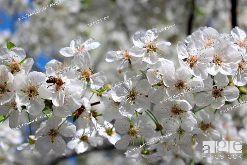 Stock Photo: branch of blossoming cherry.