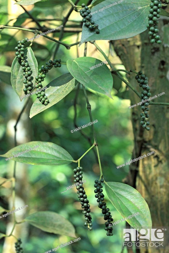 Stock Photo: Spices , green pepper piper nigrum on plant , Thekkady Thekkadi , Dist Idukki , Kerala , India.