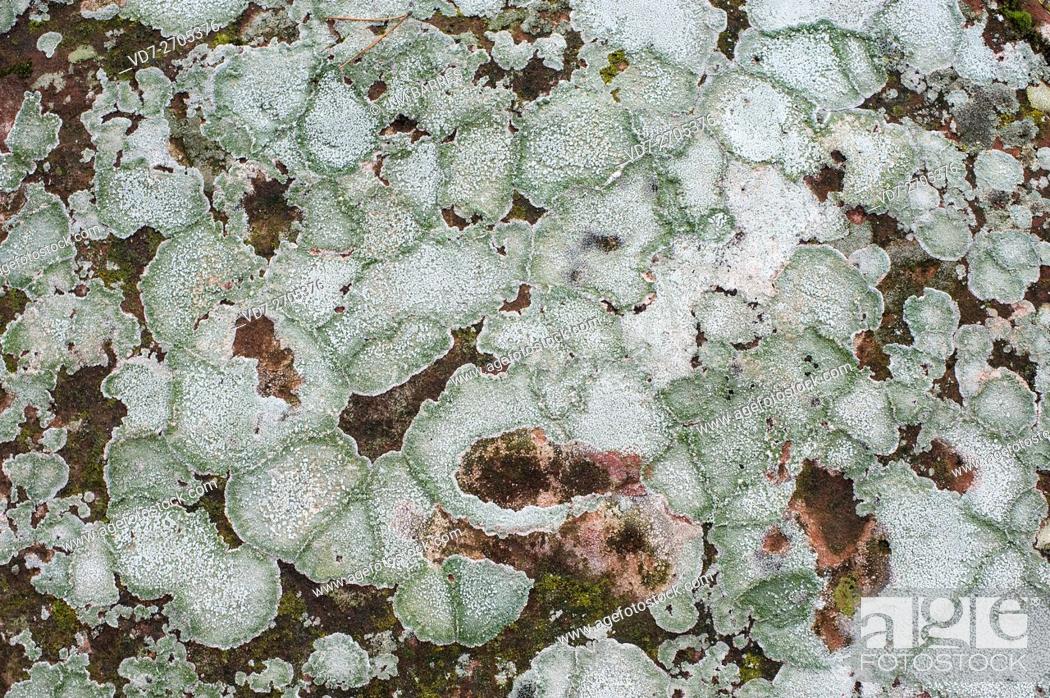 Stock Photo: Pertusaria pertusa is a crustose lichen. Ascomycota. Pertusariaceae. This photo was taken in Sierra de Albarracin, Teruel, Spain.