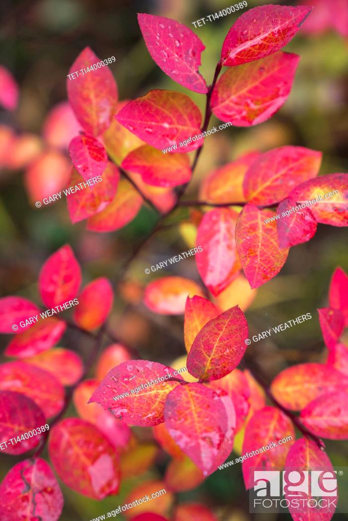 Stock Photo: Colorful autumn leaves.