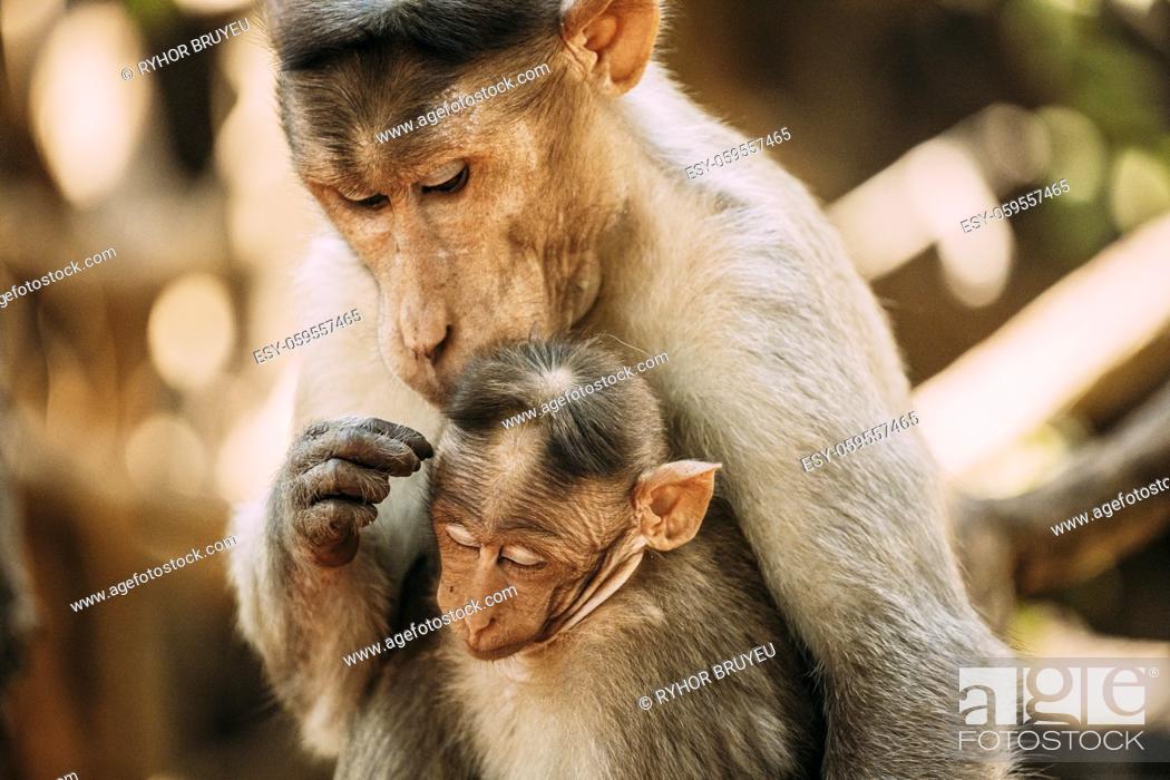 Stock Photo: Goa, India. Bonnet Macaque - Macaca Radiata Or Zati Is Looking For Fleas On Its Cub. Close Up. Monkey.