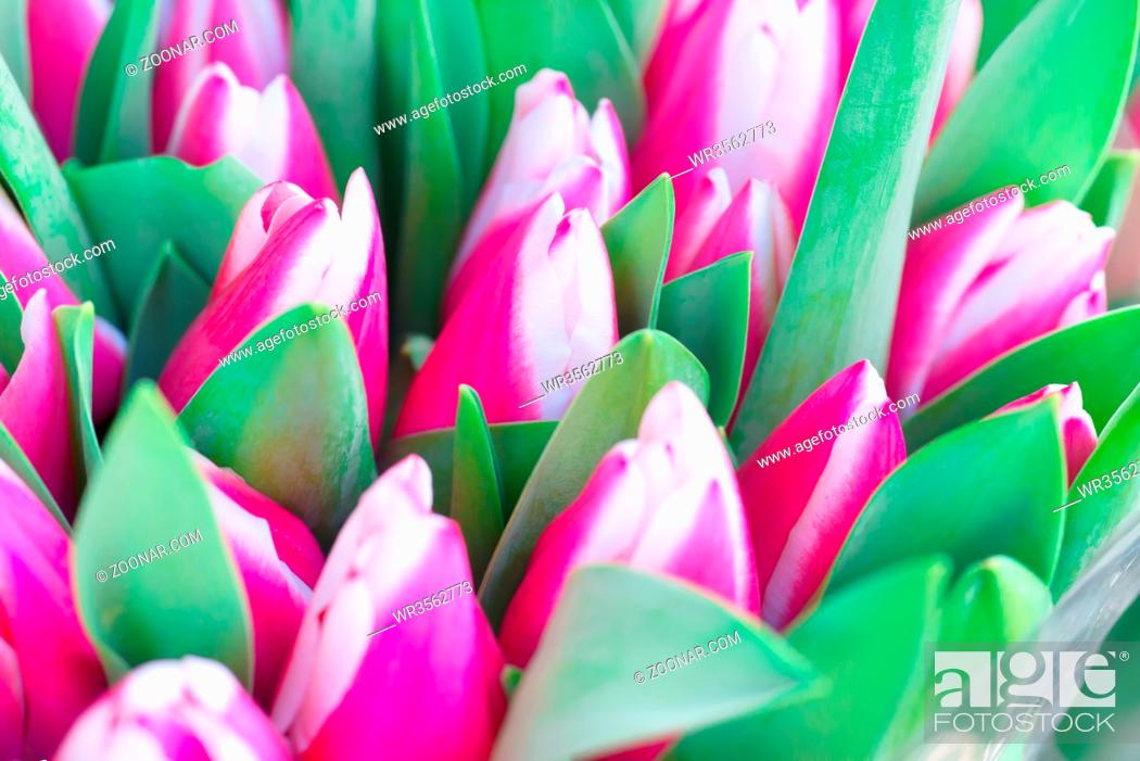 Stock Photo: Pink and white tulips with green leaves- nature spring background. Soft focus and bokeh.