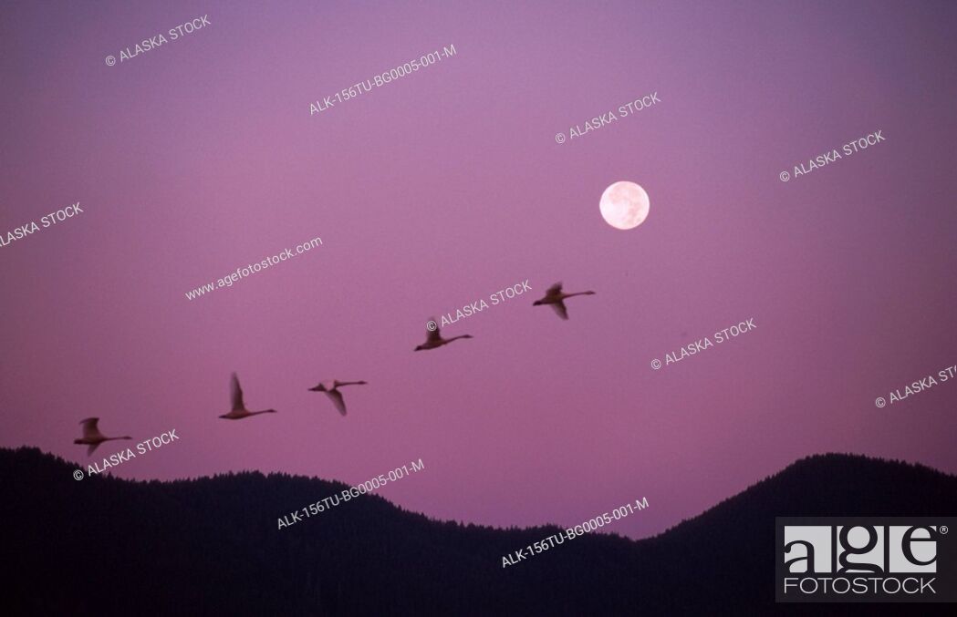 Stock Photo: Tundra Swans Migrating Evening Full Moon Composite.