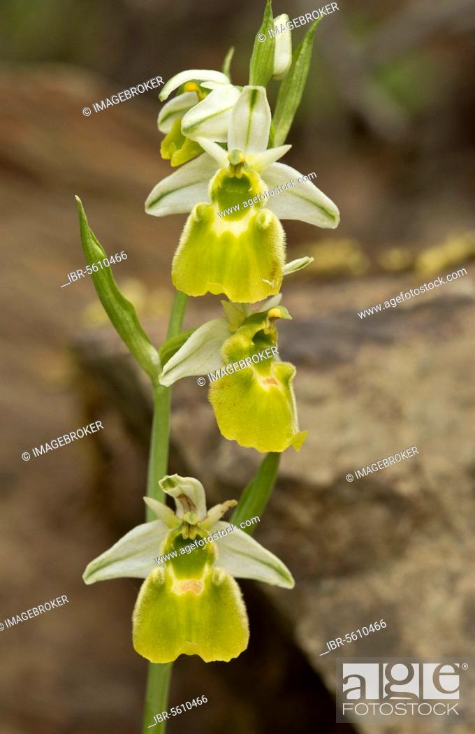 Stock Photo: Chesterman's orchid (Ophrys chestermanii) albino form, flower, Sardinia, Italy, Europe.