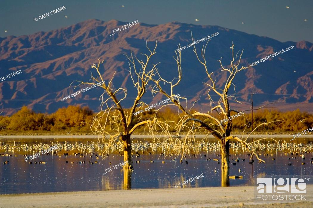 Stock Photo: Flock of birds wade in Salton Sea at sunset, Imperial Valley, California.
