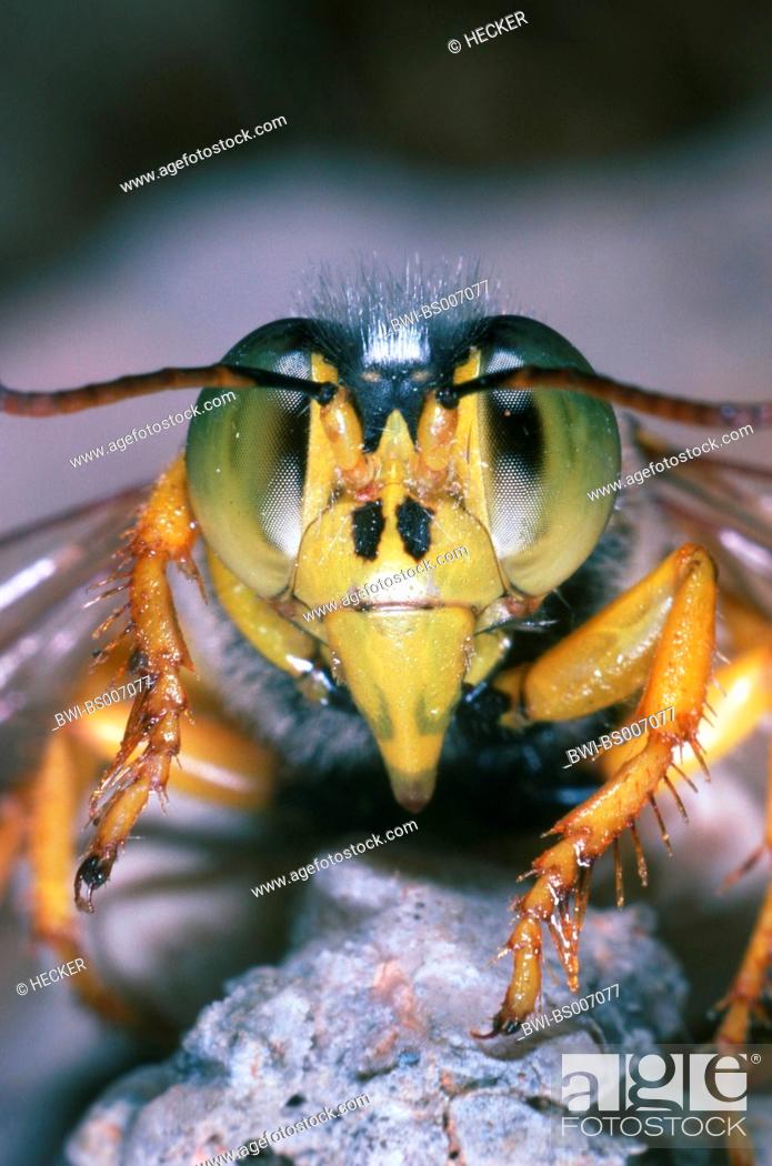 Stock Photo: rostrate bembix wasp (Bembix rostrata, Epibembix rostrata), portrait.