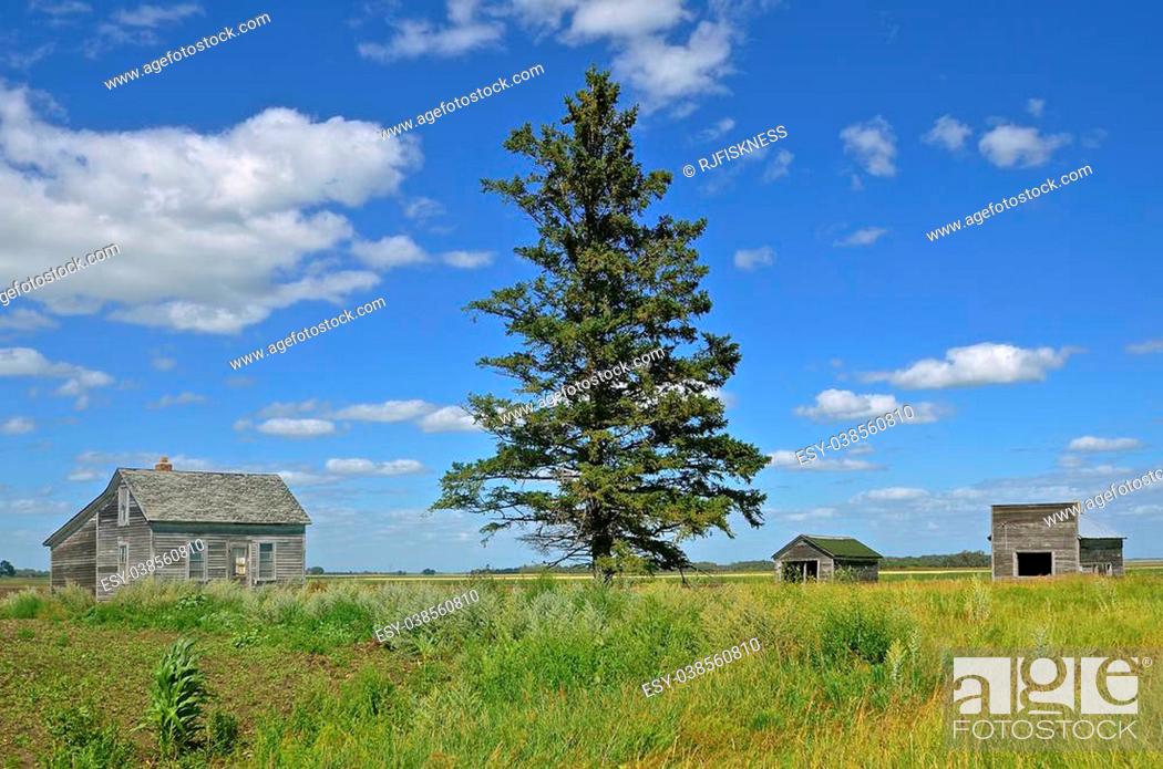 Stock Photo: A tall pine tree and three old weathered buildings are all which remain of a farmstead.