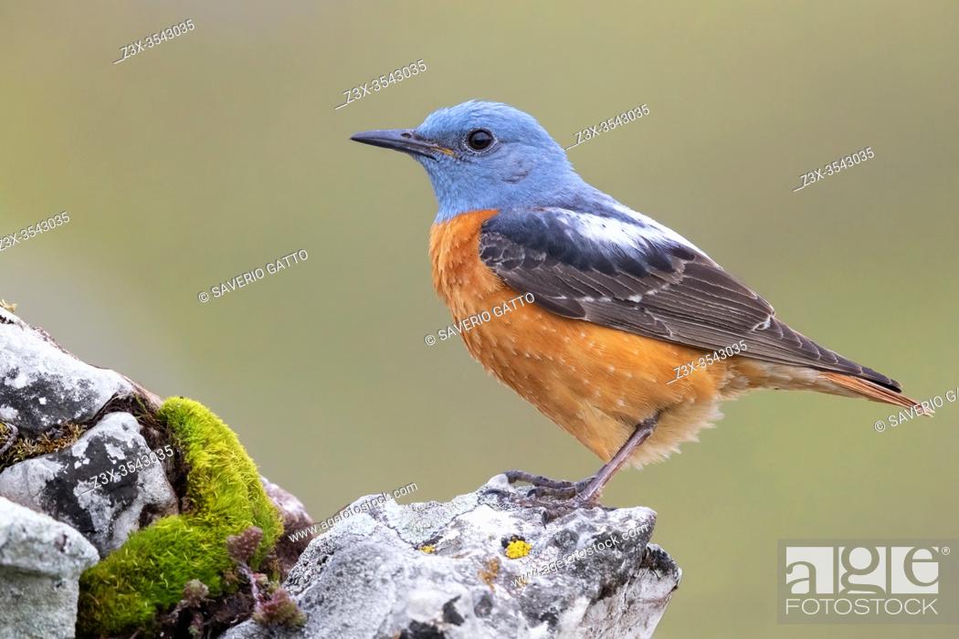 Stock Photo: Common Rock Thrush (Monticola saxatilis), side view of an adult male standing on a rock, Abruzzo, Italy.