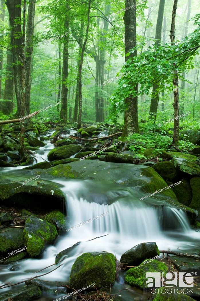 Stock Photo: Stream, Spring Landscape, Newfound Gap Rd, Great Smoky Mountains National Park, TN.