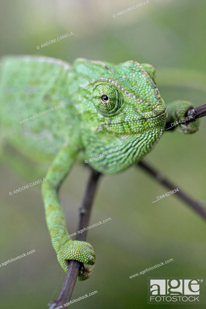 Stock Photo: Common Chameleon (Chamaeleo chamaeleon). Cadiz. Andalucia. Spain.