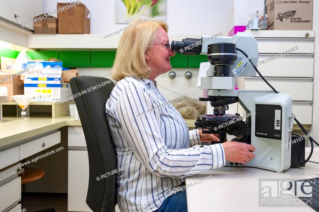 Stock Photo: 12 October 2018, Austria, Vienna: Professor Martina Weber works at the microscope in the laboratory of the Institute of Botany at the University of Zurich.