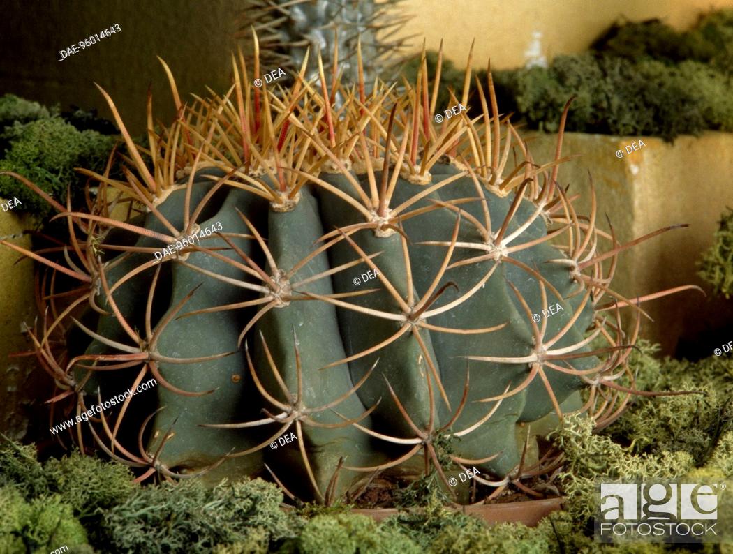 Stock Photo: Emory's barrel cactus (Ferocactus emoryi), Cactaceae.