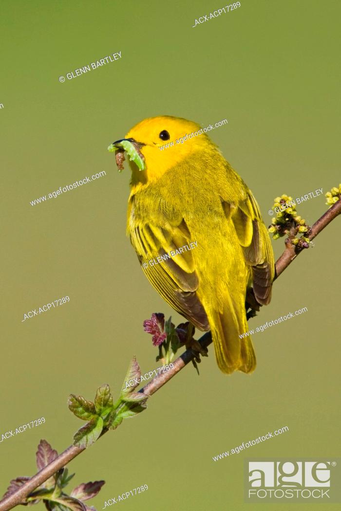 Stock Photo: Yellow warbler Dendroica petechia perched on a branch with a caterpillar in its mouth near Long Point, Ontario, Canada.