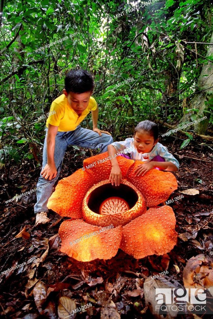 rafflesia mint parazita)