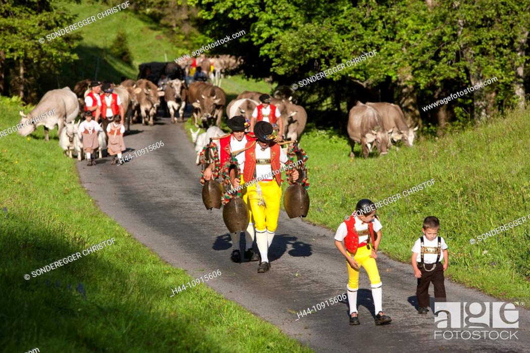 Tradition, folklore, national costumes, cow, cows, agriculture, animals,  animal, national costumes, Stock Photo, Picture And Rights Managed Image.  Pic. H44-10915606 | agefotostock