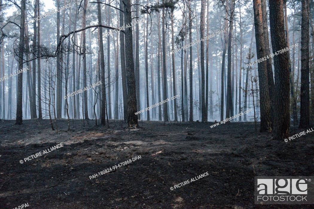 Stock Photo: 24.08.2018, Brandenburg, Treuenbrietzen: Charred trees stand in a burnt down forest near Treuenbrietzen. Three villages in the region have been evacuated.